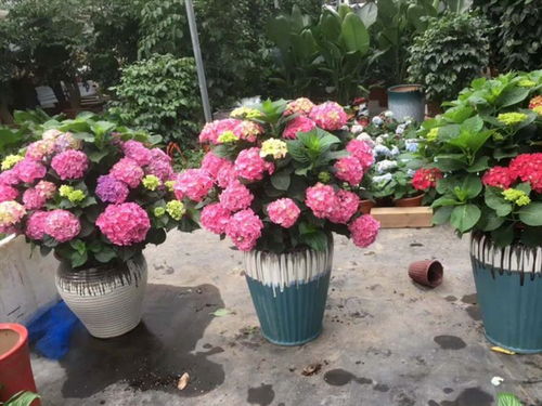 果实采摘与播种