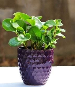 家中摆放防辐射植物