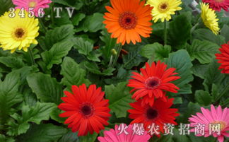 种植技巧：适应不同地区