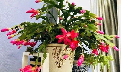 蟹爪兰花苞脱落后的应对策略