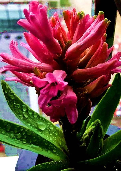 白风信子花语：纯洁、高贵