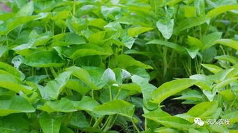 玉兰花的种子，你了解多少？