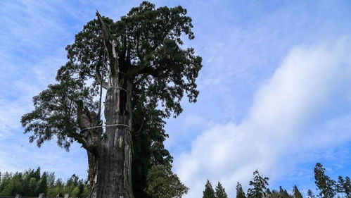 柏树锯断后还嫩否存活呢？