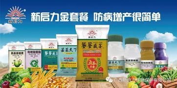 蒜苗黄叶干尖的烦恼