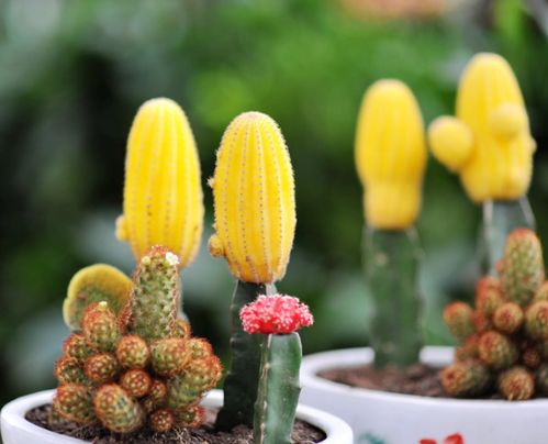 仙人掌：适应性强，生命力顽强