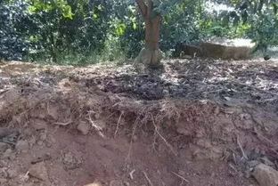 杜鹃根腐病源于土壤积水、根系受损