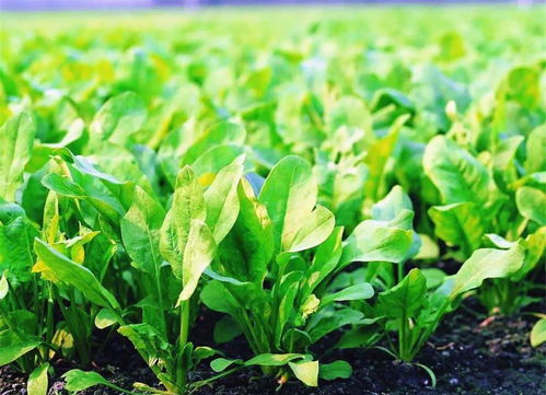 菠菜除草剂选择技巧