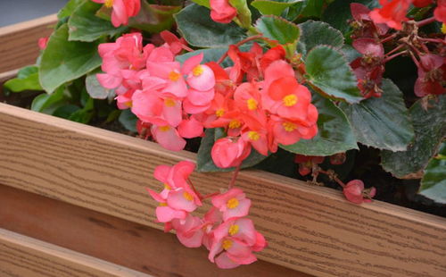 江苏四季开花的植物大盘点