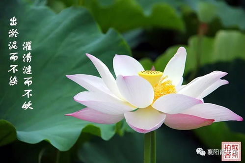 荷花，出淤泥而不染