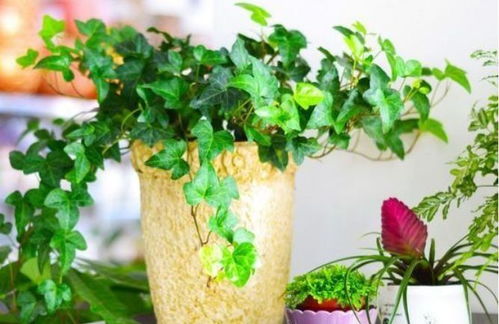 修剪与空气湿度