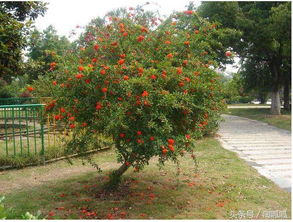石榴花去：树上的花怎么去掉