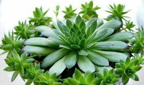 网上买多肉植物，如何挑选品种