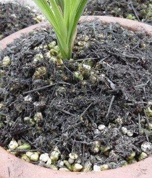 草木灰适合养什么花？我家花可以用草木灰吗