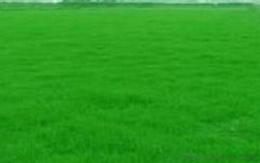 狗牙根 精品矮生百慕大，深秋之后会变黄。