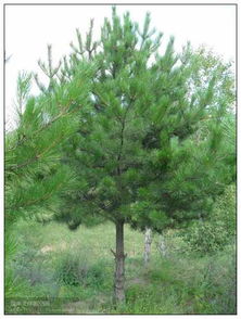 惯与油松种子的价格探秘