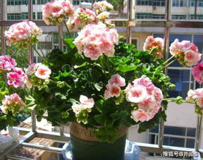 “花枝繁殖，省心又省钱，爆款花卉新选择！”