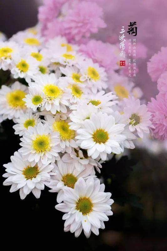 “秋日菊香，千姿百态