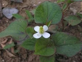 折耳根即鱼腥草，又名折耳根、狗心菜