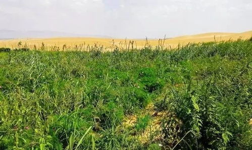 红豆草分布广泛，适宜多种土壤