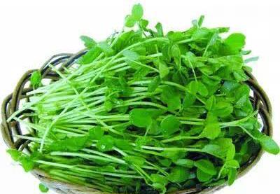 豌豆苗的生长温度与光照