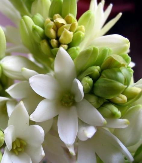 夜来香的品种和特点