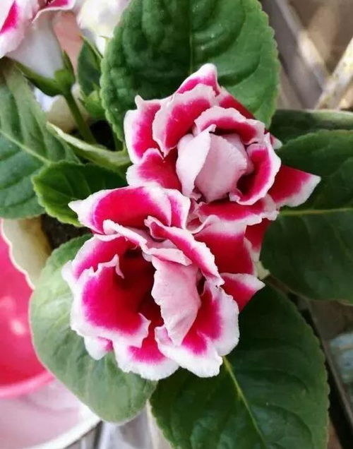 蓝色阴雨月季的种植环境