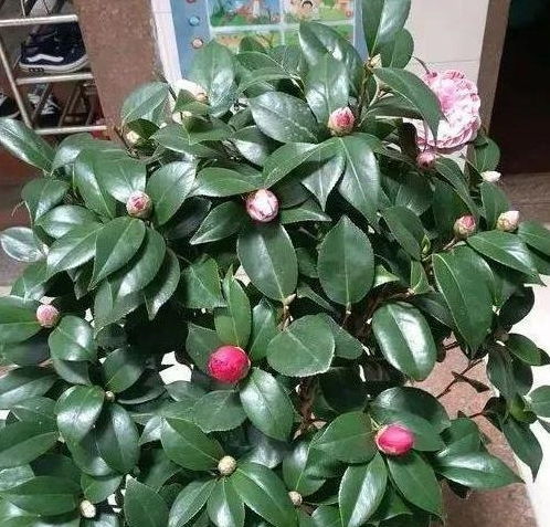 嫁接后的茶花养护， 心得分享