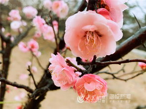 红梅，冬季盛开
