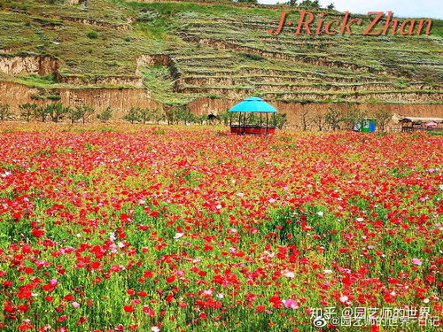 草花种植的前奏曲：育苗技术揭秘