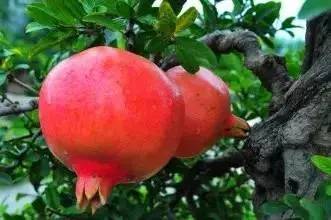 石榴成熟季节一般在8-9月