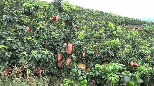 探索新的种植模式