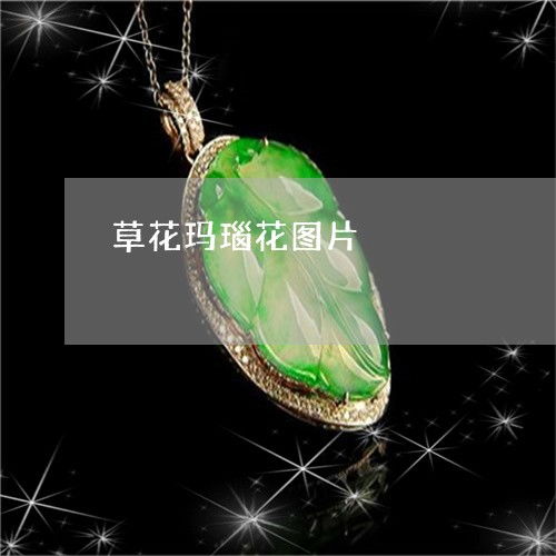 玛瑙花是哪个科的呢？