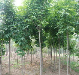 柏木树的种类与特点全解析：小红书花卉指南
