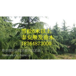 雪松一级苗的价格参考