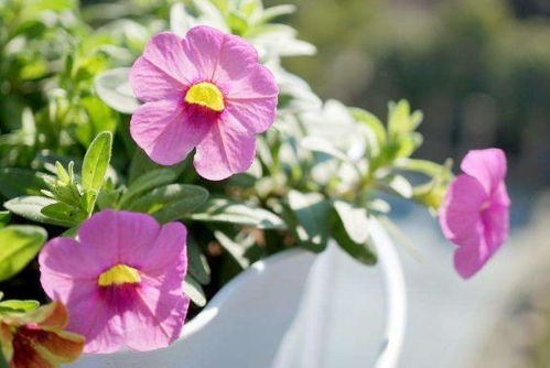 种植方法：简单易行