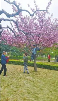 校园常见植物：女贞、 海童、刀子目