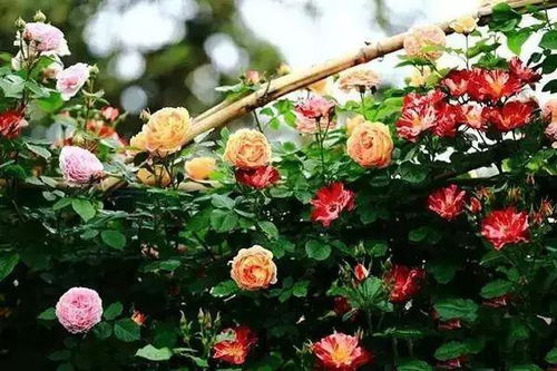 花园里的五彩斑斓