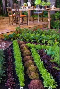 五月份种菜攻略：豆角种植还不晚