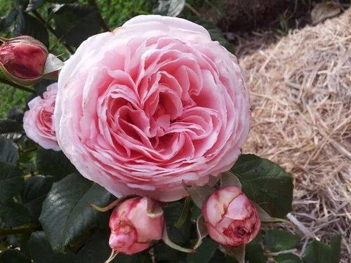 月季之绿：清新唯美的绿色系月季欣赏