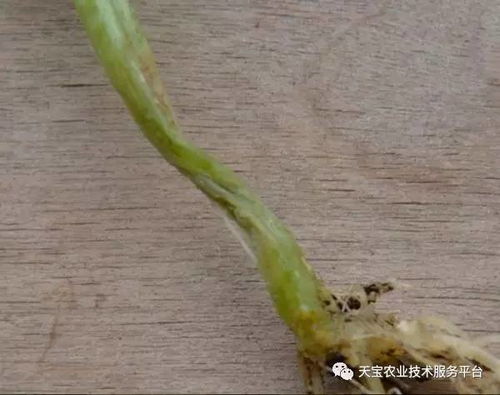 三环唑能否有效防治花生根腐病？根腐病防治方案全解析？