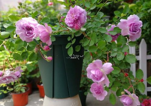 新手买月季苗的常见误区大揭秘