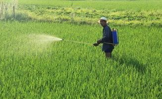 水稻种植的具体操作