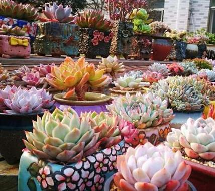 多肉种植秘籍：自制土配植技巧，轻松养出爆美多肉！