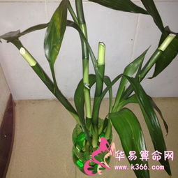 富贵竹养殖与摆放指南：轻松打造节节高升的风水植物！