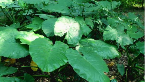 一帆风顺的植物为什么在顺风时叶子会掉落