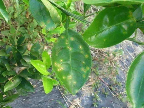 作物防病，我有妙招