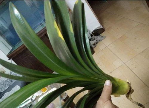 金枝菇根如何再发？关键一步是……