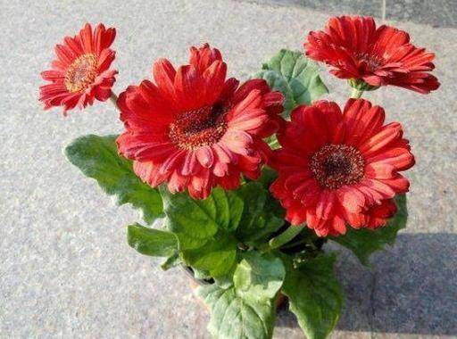 网上买的苗为啥老养不活？行业黑幕揭秘