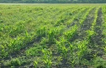 施肥要像喂宝宝