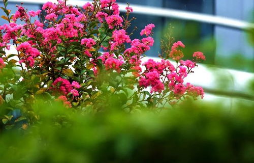 4. 紫薇树， 夏日里的紫色梦幻